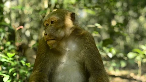 Macaca assamensis monkey in forest Thailand Stock Footage 101135339