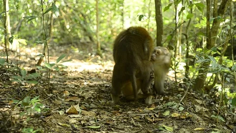 Macaca assamensis monkey in forest Thailand Stock Footage 101135494
