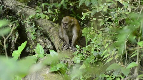 Macaca assamensis monkey in forest Thailand Stock Footage 101135529