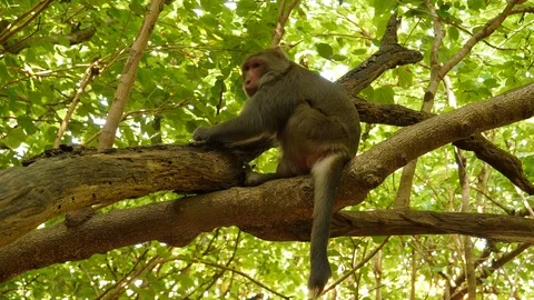 Macaca cyclopis or Taiwanese macaque in its natural environment. Filmed in 4K Stock Footage 118575169