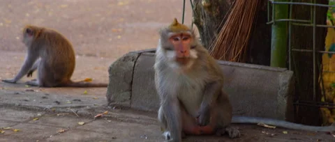 Macaca fasciculari close up sit on the streen and eat something some bikes Stock Footage 131344041