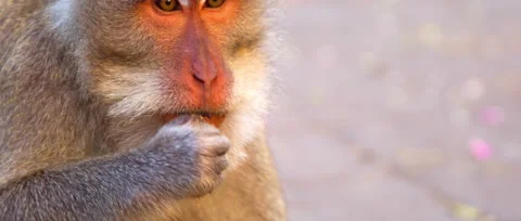 Macaca fasciculari close up sit on the streen and eat something some bikes Stock Footage 131344319