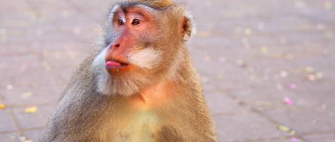 Macaca fasciculari close up sit on the streen and eat something some bikes Stock Footage 131344372