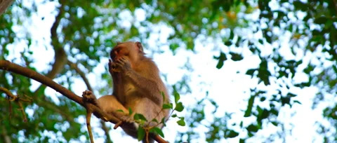 Macaca fasciculari sit on a tree and eat something  on the sunset nice saturated Stock Footage 131344648