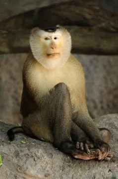 Macaca fascicularis eating bean Foto stock