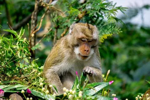 Macaca fascicularis (long-tailed macaque, crab-eating monkey) on the tree Stock Photos