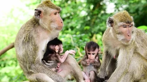 Macaca fascicularis (long-tailed monkey) or monkey in the jungle Stock Footage 329680418