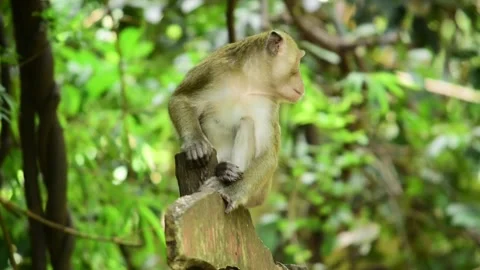 Macaca fascicularis (long-tailed monkey) or monkey in the jungle Stock Footage 329680745