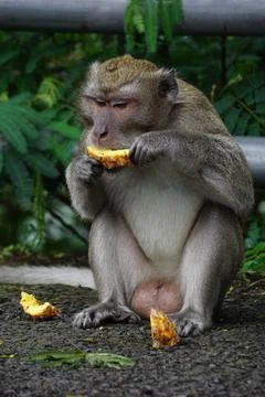 Macaca fascicularis (Monyet kra, kera ekor panjang) Stock Photos