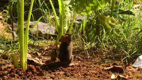 Macaca fascicularis or long-tailed monkey Stock Footage 228721779
