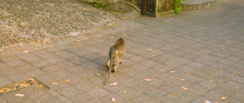 Macaca fascicularis walk on the streen Stock Footage 131343740
