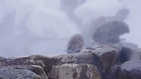 Macaca fuscata, Japanese Snow Monkeys in Geothermal Hot Spring 4k Video stock 171043208
