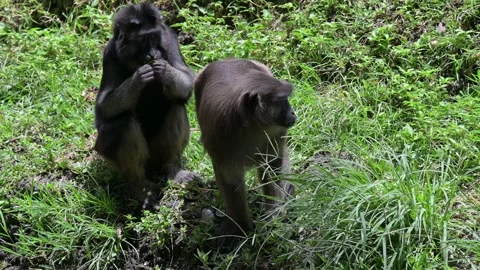 Macaca Maura 스톡 동영상 318605261