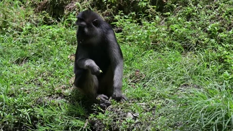 Macaca Maura 스톡 동영상 318606261