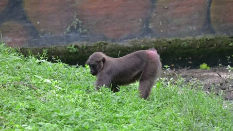 Macaca Maura 스톡 동영상 318606516