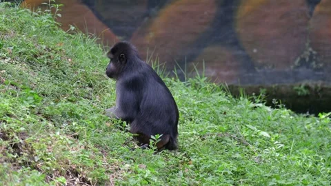 Macaca Maura 스톡 동영상 318606576