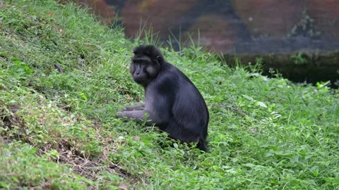 Macaca Maura 스톡 동영상 318606621