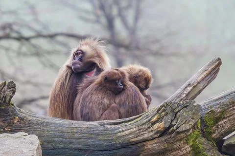 Macaca monkey sitting in a group Stock Photos