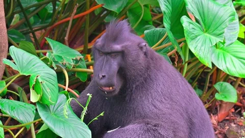 Macaca nigra eats 스톡 동영상 242973975