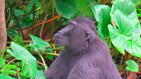 A Macaca nigra eats 스톡 동영상 242974086