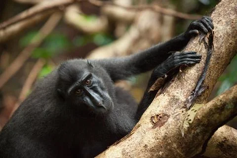 Macaca nigra holds the tree trunk Stock Photos