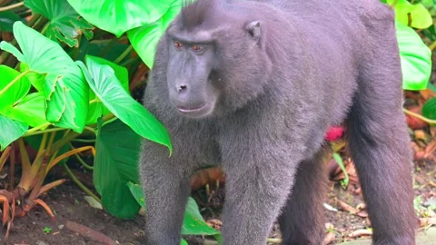 A macaca nigra monkey behind a bush 스톡 동영상 242973279