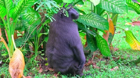 Macaca nigra sitting 스톡 동영상 242965358