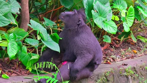 Macaca nigra is sitting Stock-Footage 242965610