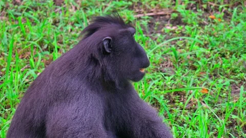 Macaca nigra sitting Stock-Footage 242975378