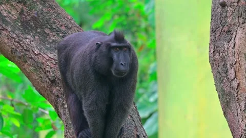 Macaca nigra on tree 스톡 동영상 242962936
