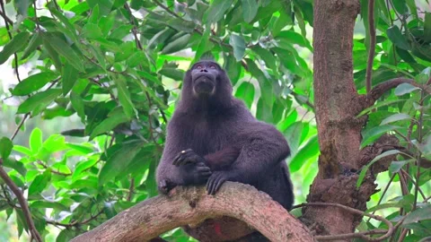 Macaca nigra on tree 스톡 동영상 242967470