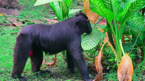 Macaca nigra walking 스톡 동영상 242975348