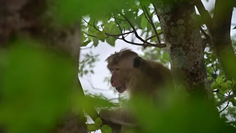  Macaca Sinica (Bonnet Macaque) Enjoys Its Meal Stock Footage 303964038