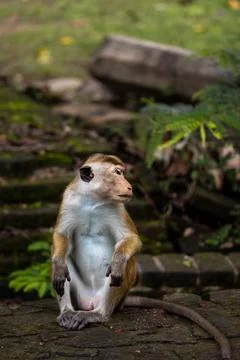Macaca Sinica, Toque Macaque left Stock Photos