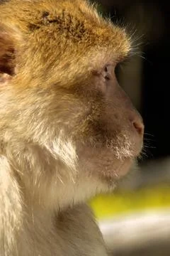 Macaca sylvanus; barbary macaque at Affenberg enclosure Stock Photos