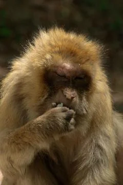 Macaca sylvanus; barbary macaque at Affenberg enclosure Stock Photos