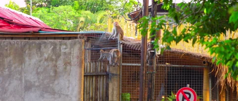 Macacas in Ubud Monkey forest in slow motion walk Stock Footage 131344268