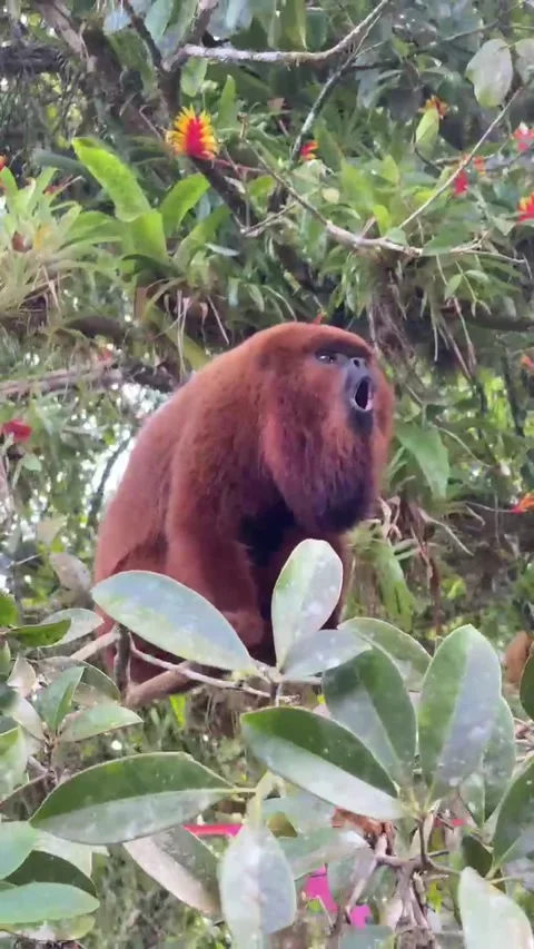 Macaco bugio selvagem na floresta brasileira Stock Footage 294769590