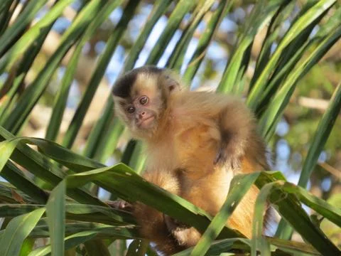 Macaco prego Stock Photos