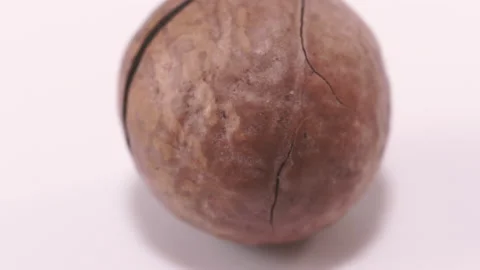 Macadamia-01 Stock Footage 152727816