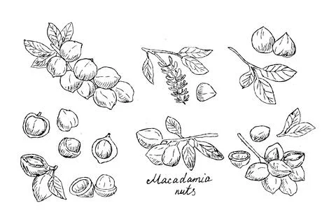 Macadamia branch nuts big set of Hand drawn sketch illustration Stock Illustration