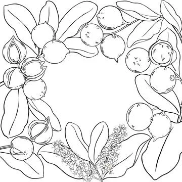 Macadamia Branch with Nuts Outline Frame. Stock Illustration