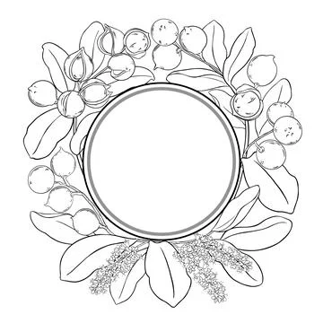 Macadamia Branch Outline Round Frame. Stock Illustration
