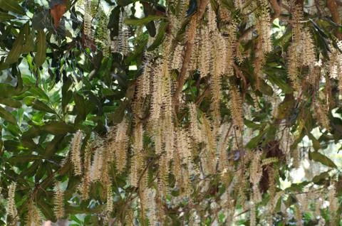 Macadamia flowers Stock Photos