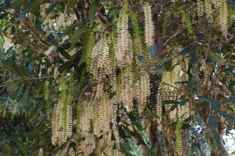 Macadamia flowers Stock Photos