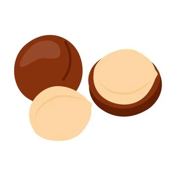 Macadamia full in shell and open nut. Nut macadamia healthy food harvesting Stock Illustration