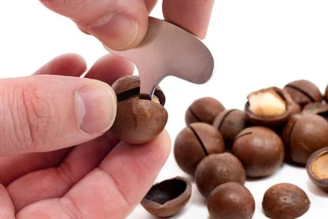 Macadamia. Hands open macadamia nuts with a special key, a tool on a white Stock Photos