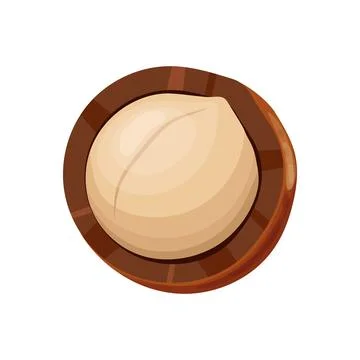 Macadamia healthy nut cartoon vector illustration Stock Illustration