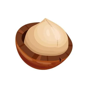 Macadamia healthy nut cartoon vector illustration Stock Illustration
