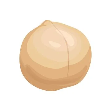 Macadamia healthy nut cartoon vector illustration Stock Illustration